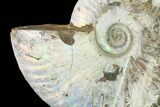 Silver Iridescent Ammonite (Cleoniceras) Fossil - Madagascar #146331-1